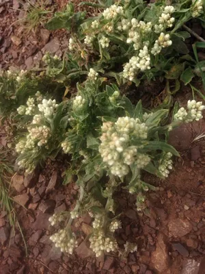 ladies tobacco plant uses Ladies' tobacco (Pseudognaphalium californicum)