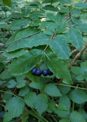 Black-berried honeysuckle (Lonicera nigra) - PictureThis