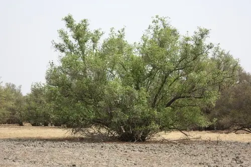 Mitragyna inermis - PictureThis