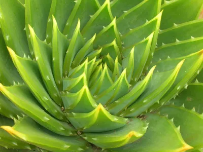 Spiralaloe - Aloe polyphylla (Pflege, Merkmale, Blume, Bilder)