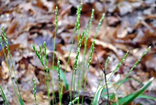 Roughleaf ricegrass