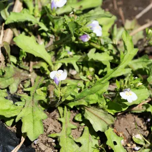 トキワハゼ（常葉爆） (分類, 特徴, 花, 画像)