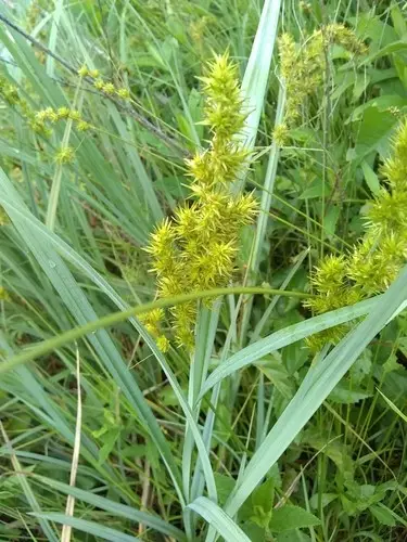 Carex ergot-de-corbeau
