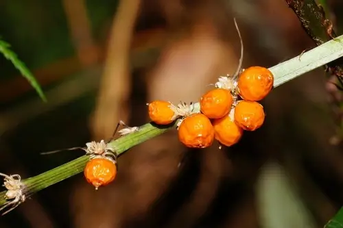 Lomandra spicata