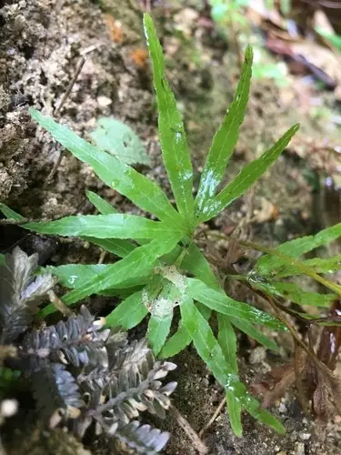Lygodium salicifolium