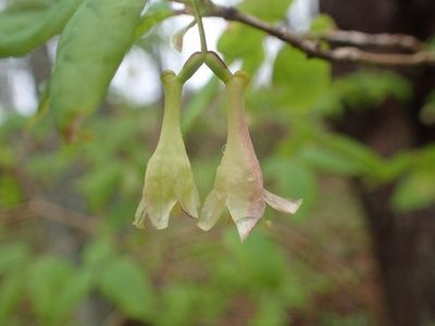 American fly honeysuckle (Lonicera canadensis) - PictureThis