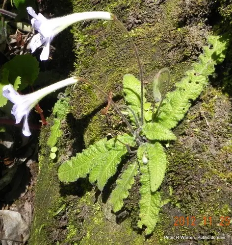 Streptocarpus gardenii