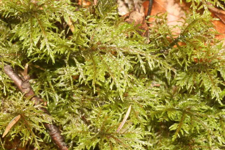 Mountain fern moss