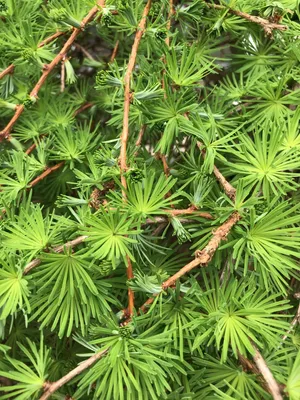 カラマツ（落葉松） (Larix kaempferi) - PictureThis