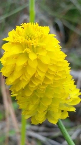 Polygala rugelii - PictureThis