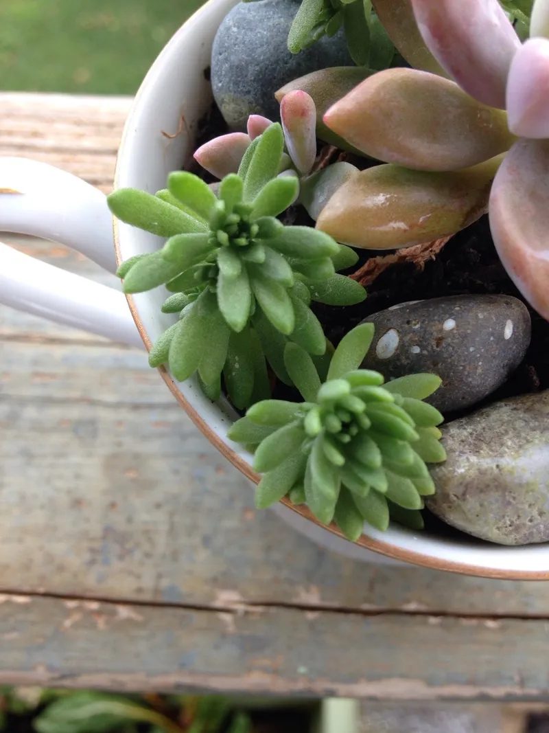 Descubre los impresionantes beneficios de Sedum para tu jardín y tu salud, image size:800x1067