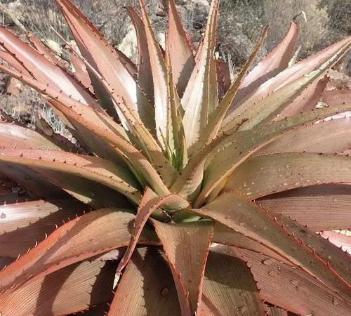 aloe vera saft pur trinken nu3 Bio Aloe vera-Saft: Direktsaft ohne Zucker kaufen main image 0