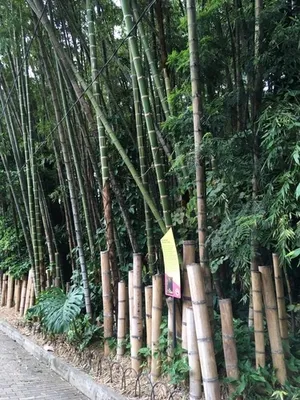 Guadua angustifolia - PictureThis