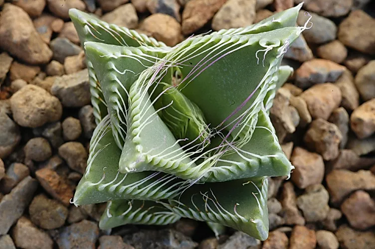 Graines Gueule De Tigre (Faucaria Tigrina) - Lot De 40 Graines - Plante Succulente D'Afrique Du Sud