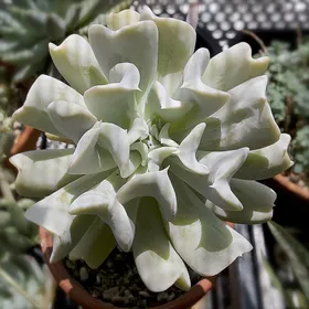 トップシータービーの判定方法 (Echeveria runyonii 'Topsy Turvy')
