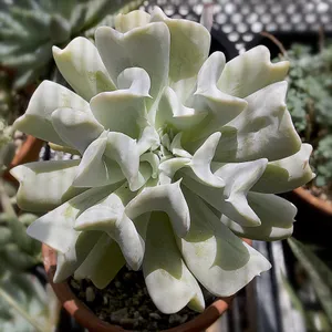 cubic frost succulent Buy Echeveria Cubic Frost Succulent Online main image 0