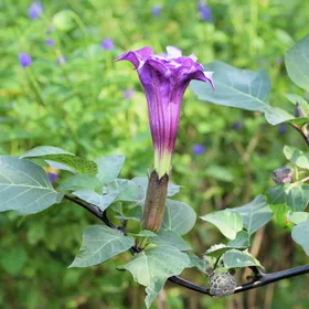 ダチュラの判定方法 (Datura metel)