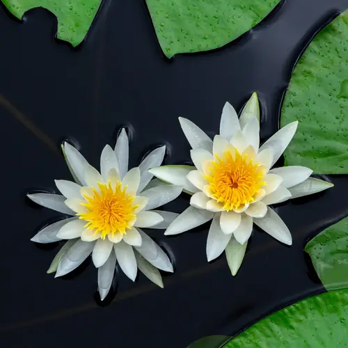 American white water-lily