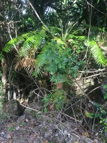 Micronesian cycad
