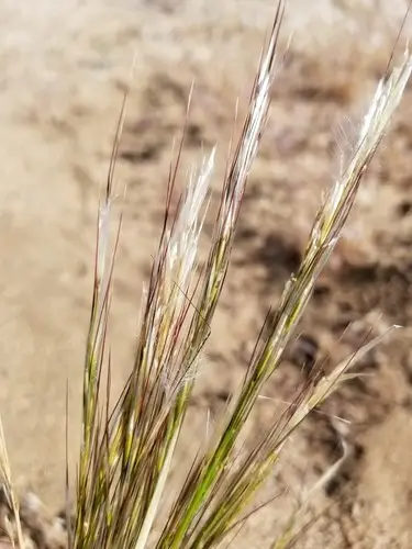 Desert needlegrass