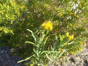 Parthenia Spring How to Propagate Pteronia pallens