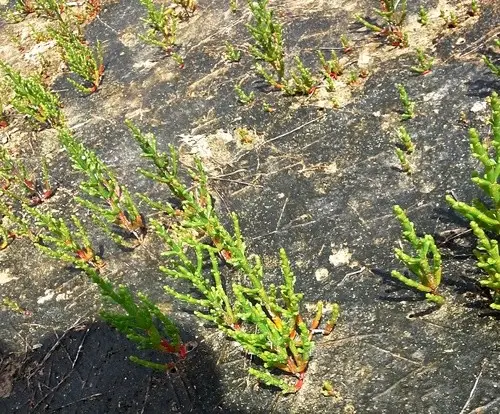 Salicornia utahensis