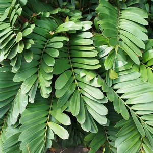 How to Grow and Care for Cardboard palm