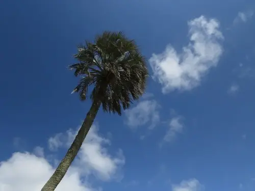 Yatay palm