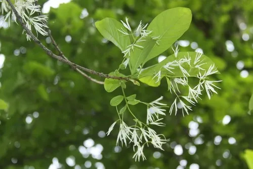 El &aacute;rbol ornamental que perfuma jardines y balcones y se adapta al cultivo en maceta