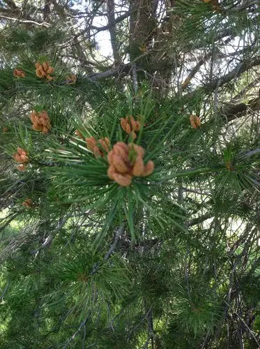 Sierra lodgepole pine