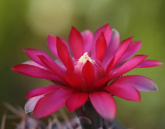 Spider-cactus (Gymnocalycium baldianum) - PictureThis