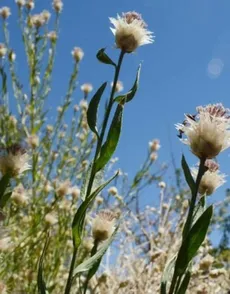 Wie man Federblume anbaut und pflegt