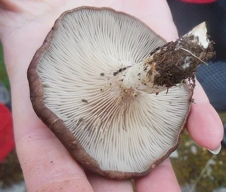 エリンギ (Pleurotus eryngii) - PictureThis