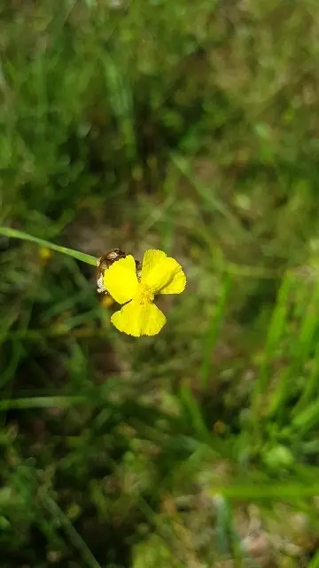 Indian yellow-eyed grass