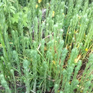 チシマヒカゲノカズラ (Diphasiastrum alpinum) - PictureThis