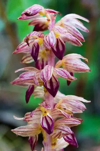 Hooded coralroot