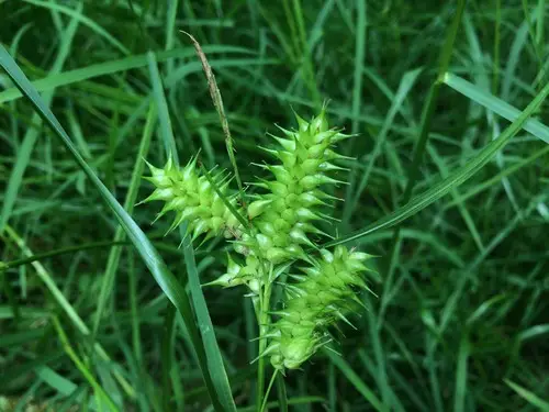 Carex houblon