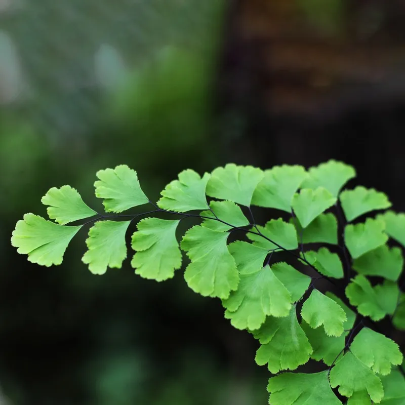 großer tropischer farn Asplenium nidus, tropischer Farn für Regenwald-Terrarein – Tims-Terraristik main image 1