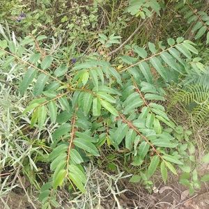 Cómo cultivar y cuidar una Cedrillo