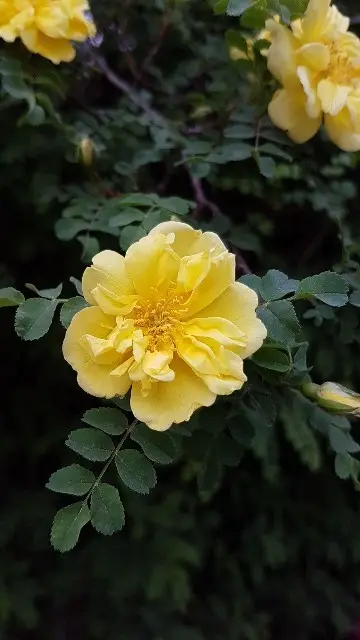 Goldgelbe Rose