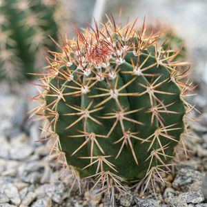 Wie man Melocactus salvadorensis anbaut und pflegt