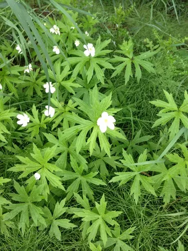カナダ・アネモネ (ケア, 特徴, 花, 画像)