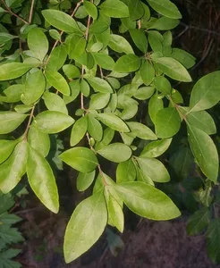 How to Propagate Upland swamp privet
