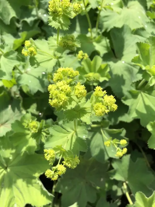 Hairy lady's mantle