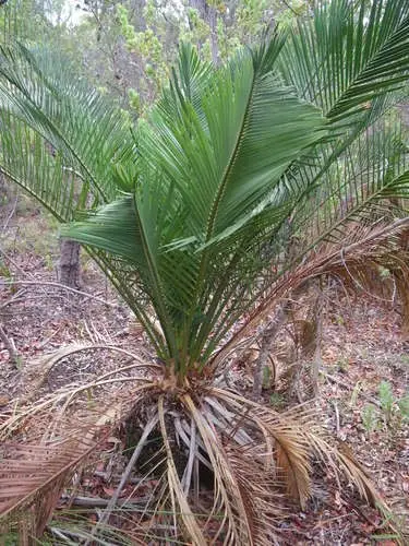 Zamia palm