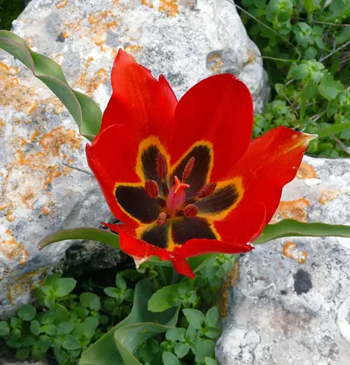 Tulipe d'agen