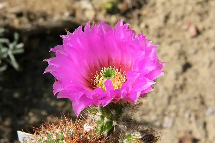 Lace Hedgehog Cactus