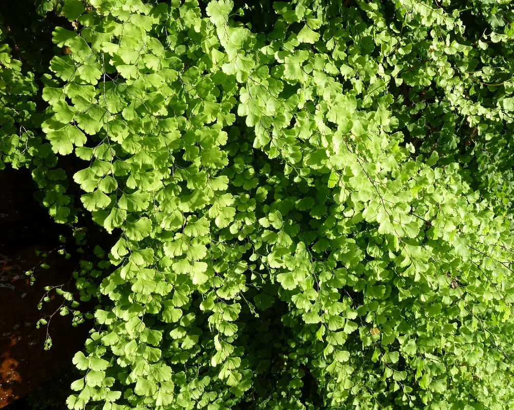 Dcouvrez les incroyables avantages de Capillaire commun pour votre maison  et votre jardin