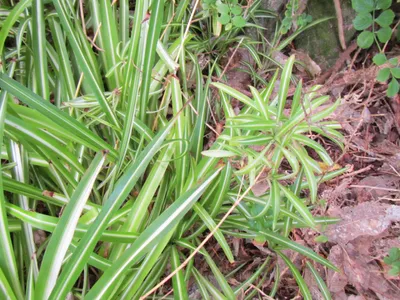 Grnlilie - Chlorophytum comosum (Pflege, Merkmale, Symbolik, Bilder)