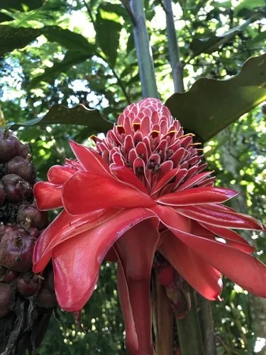 トーチジンジャー (ケア, 特徴, 花, 画像)